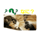 おてんばぴーこ（個別スタンプ：2）