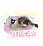 おてんばぴーこ（個別スタンプ：7）