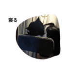 黒埼の日常3（個別スタンプ：2）