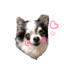 わんこ達♡（個別スタンプ：5）