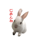 こうさぎちゃん（個別スタンプ：1）