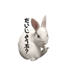 こうさぎちゃん（個別スタンプ：4）