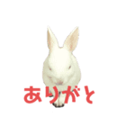こうさぎちゃん（個別スタンプ：7）