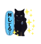 ねこまみれ！（個別スタンプ：3）