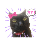 ねこまみれ！（個別スタンプ：4）