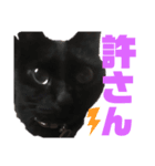 ねこまみれ！（個別スタンプ：6）