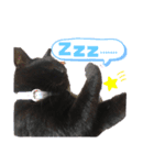 ねこまみれ！（個別スタンプ：7）