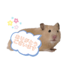 キンクマハムスターのいちごちゃん。2（個別スタンプ：1）