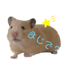 キンクマハムスターのいちごちゃん。2（個別スタンプ：2）