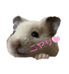 キンクマハムスターのいちごちゃん。2（個別スタンプ：3）