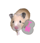 キンクマハムスターのいちごちゃん。2（個別スタンプ：4）