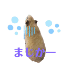 キンクマハムスターのいちごちゃん。2（個別スタンプ：5）