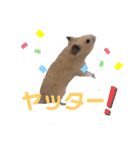 キンクマハムスターのいちごちゃん。2（個別スタンプ：8）