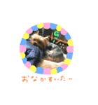 ヨークシャテリアまはこちゃん（個別スタンプ：2）