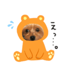 ヨークシャテリアまはこちゃん（個別スタンプ：5）