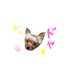 ヨークシャテリアまはこちゃん（個別スタンプ：6）