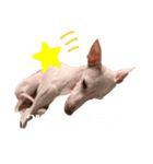 眠れる犬のスタンプ（個別スタンプ：2）