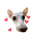 眠れる犬のスタンプ（個別スタンプ：3）