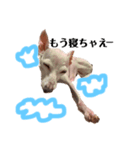 眠れる犬のスタンプ（個別スタンプ：4）