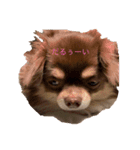 チワワ チョコタンワイトの日常（個別スタンプ：4）