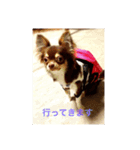 チワワ チョコタンワイトの日常（個別スタンプ：6）