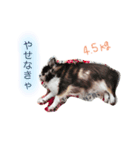 我が家のハリー君。（個別スタンプ：1）