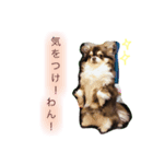 我が家のハリー君。（個別スタンプ：2）