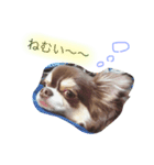 我が家のハリー君。（個別スタンプ：3）
