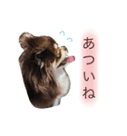 我が家のハリー君。（個別スタンプ：5）