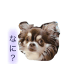 我が家のハリー君。（個別スタンプ：6）