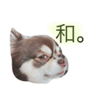 我が家のハリー君。（個別スタンプ：7）