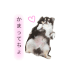 我が家のハリー君。（個別スタンプ：8）
