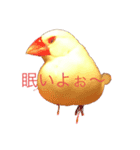 白文鳥すたんぷ❤（個別スタンプ：1）
