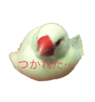 白文鳥すたんぷ❤（個別スタンプ：3）