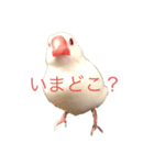 白文鳥すたんぷ❤（個別スタンプ：5）