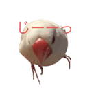 白文鳥すたんぷ❤（個別スタンプ：6）