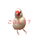 白文鳥すたんぷ❤（個別スタンプ：7）