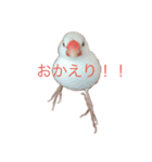 白文鳥すたんぷ❤（個別スタンプ：8）