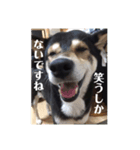 コロとハイジ 5（個別スタンプ：1）