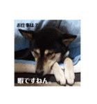 コロとハイジ 5（個別スタンプ：3）