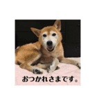 コロとハイジ 5（個別スタンプ：6）