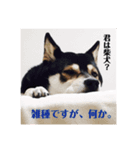 コロとハイジ 5（個別スタンプ：7）