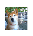 コロとハイジ 5（個別スタンプ：8）