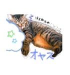 おりぶ  と  ゆっきー 1（個別スタンプ：7）