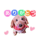 清水家のぽてとくん（個別スタンプ：3）