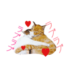 ✳︎中神家の犬と猫✳︎（個別スタンプ：1）
