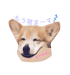 ✳︎中神家の犬と猫✳︎（個別スタンプ：2）