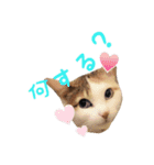 ✳︎中神家の犬と猫✳︎（個別スタンプ：3）