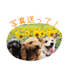 ✳︎中神家の犬と猫✳︎（個別スタンプ：4）