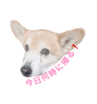 ✳︎中神家の犬と猫✳︎（個別スタンプ：5）